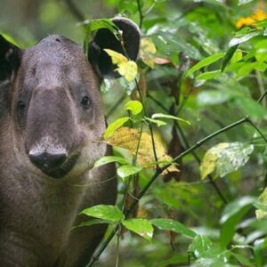 Overnight  Corcovado National Park Tour Sirena station