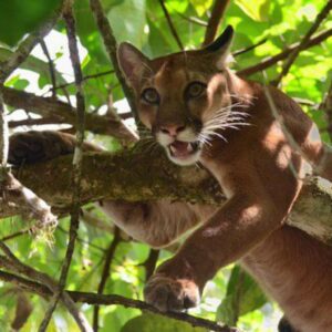 Overnight  Corcovado National Park Tour Sirena station